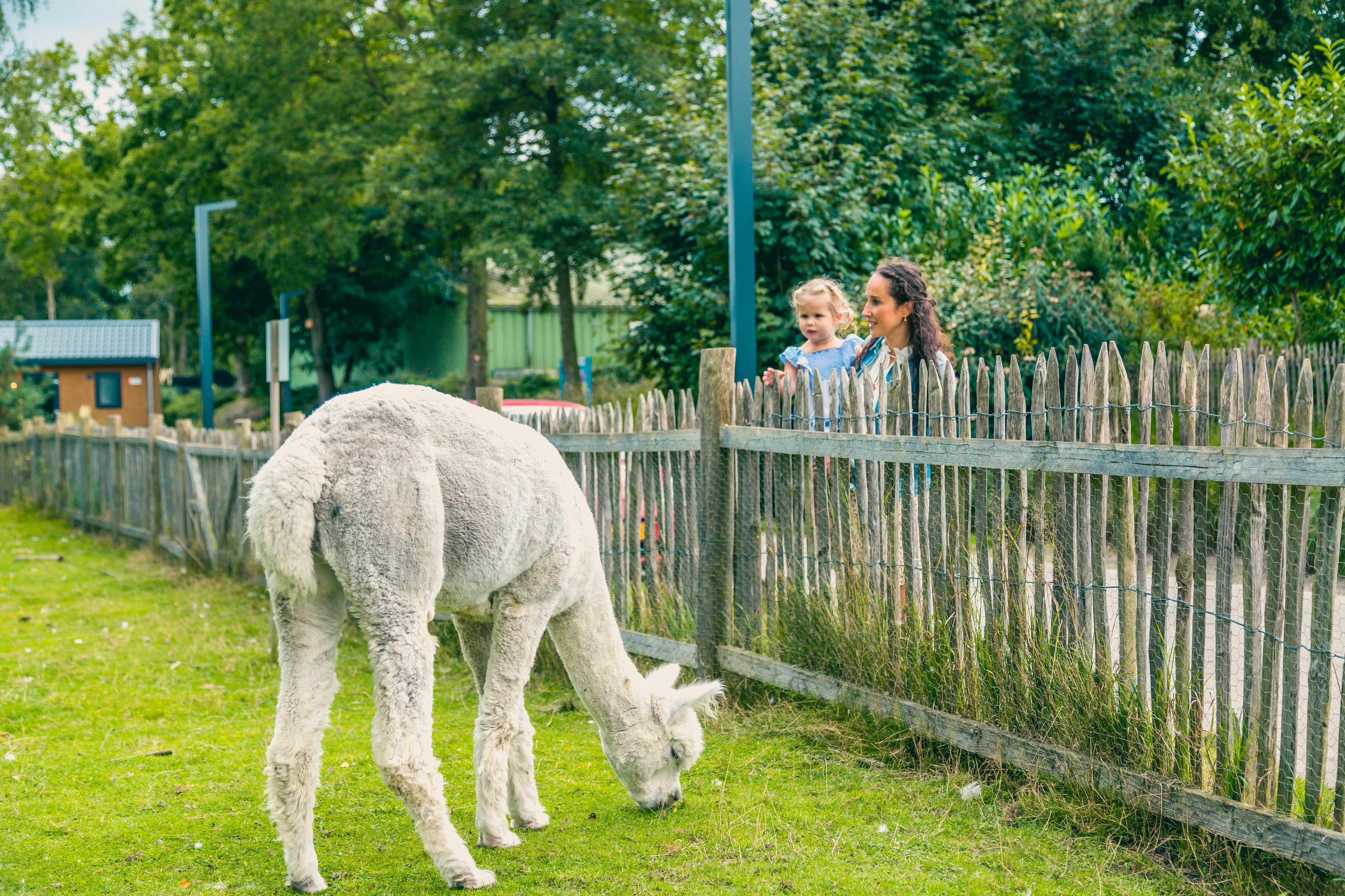 Alpaca dierenweide op het park